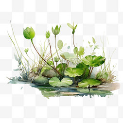 绿色水生植物图片_绿色夏季荷花水生植物