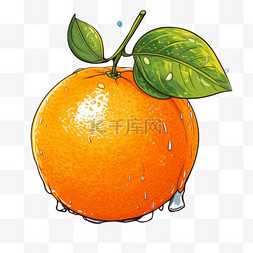 插图水果图片_手绘橙色插图