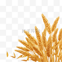 bnner背景图片_逼真的小麦背景