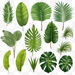 棕榈树叶图片_白色背景下分离的不同绿色热带棕