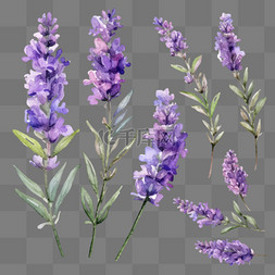 紫色的植物图片_一套白色水彩画的薰衣草