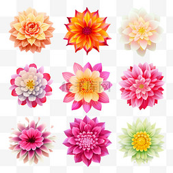 不同花瓣形状的五彩花卉收藏