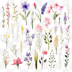 水彩植物花卉图集