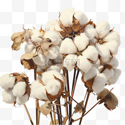 秋天成熟的棉花