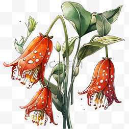 花红背景图片_秋天花卉贝母花红色的贝母花元素