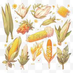 秋天金黄色的玉米丰收果实玉米元