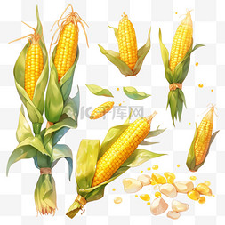 丰收果实玉米金黄色的玉米秋天卡