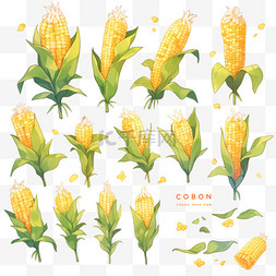 白色手绘食物图片_丰收果实玉米金黄色的玉米秋天卡