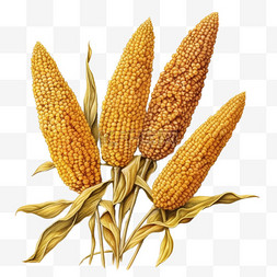 农作物谷子秋天丰收谷子玉米元素