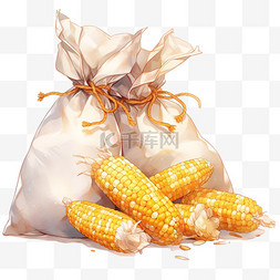 丰收的金黄色玉米的袋子中的玉米