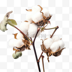 棉花背景图片_秋天成熟的棉花卡通手绘元素