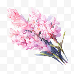 白色风信子图片_秋天花卉风信子紫色粉红色花元素