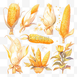 秋季农作物丰收图片_丰收果实玉米谷物金黄色的玉米秋