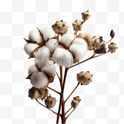 秋天成熟植物棉花元素