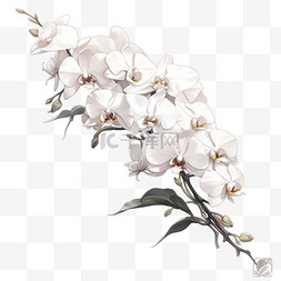 白兰花植物图片_秋天花卉白兰花植物元素