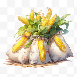丰收的金黄色玉米的袋子中的玉米