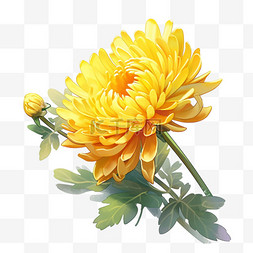 黄色的植物图片_秋天花卉菊花黄色红色菊花元素