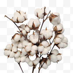 秋天秋季成熟的棉花元素