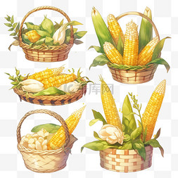 农作物丰收手绘图片_丰收的玉米金黄色的竹筐中的玉米