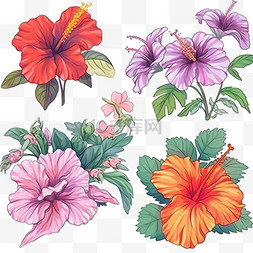各种颜色花图片_秋天植物各种颜色木槿花手绘元素