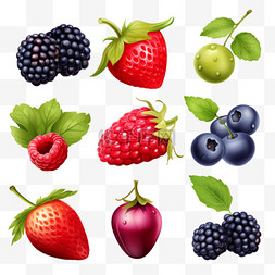不同种子图片图片_逼真的浆果，以独立的彩色浆果图