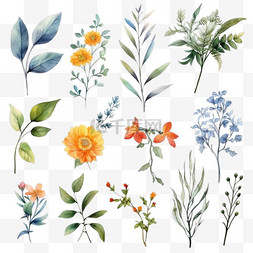套装组合图片_水彩画的叶子和花朵的植物组合