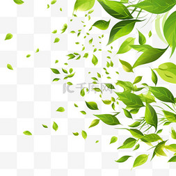 新鲜绿叶素材图片_新鲜的绿叶随风飘扬