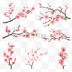樱花树插图图片_樱花枝条和花卉收藏