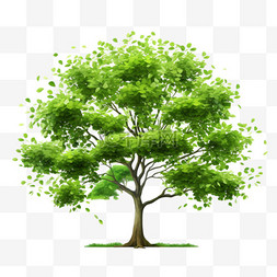 自然木质图片_树