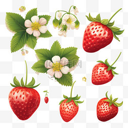 水果真的图片_成熟草莓与叶子和开花矢量集