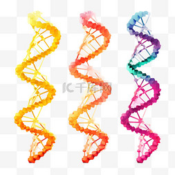 DNA分子集