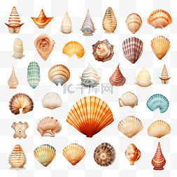 水贝壳图片_具有多种外壳的水生角色集
