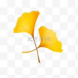 秋天金黄色背景图片_秋天银杏叶树叶手绘元素