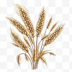 小麦背景图片_手绘小麦背景