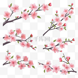 樱花插图图片_樱花枝条和花卉收藏
