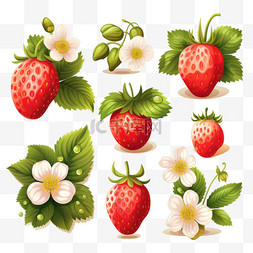 成熟草莓与叶子和开花矢量集
