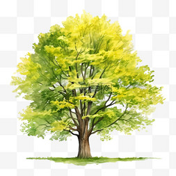 水彩风格黄绿色大树免扣元素