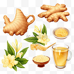 设置一个新鲜的姜根，切片，花和姜茶的矢量插图。