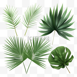 植物载体图片_热带棕榈叶分离在白色逼真的绿色