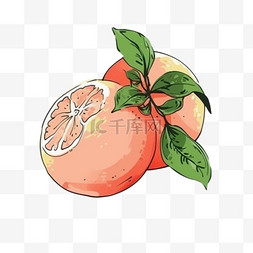 秋天柚子手绘水果元素