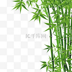 白色背景上隔离的带有复制空间的矢量绿色竹茎和竹叶