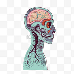 手绘心脏器官图片_脑人体解剖学生物学器官身体系统
