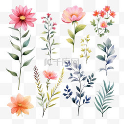 花卉水彩画风格花卉元素收藏套装