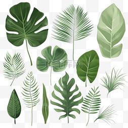 蕨类树叶图片_Gren热带树叶设计元素套装