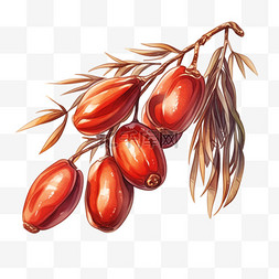 秋天手绘元素成熟的大红枣卡通
