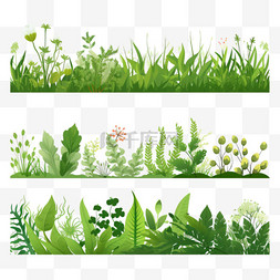 香料植物图片_天然健康植物横幅