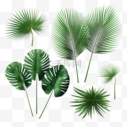 绿色树木插图图片_热带棕榈叶分离在白色逼真的绿色