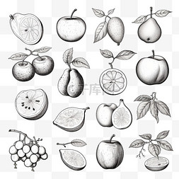 美味食品水果图片_雕刻手绘水果系列