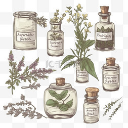 芳香疗法图片_写实手绘精油草本植物系列