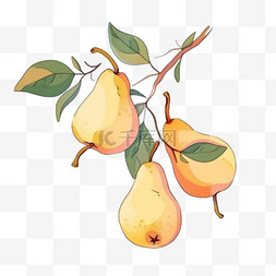 白色的水果图片_秋天水果手绘元素梨